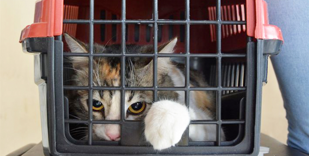 Centro de Controle de Zoonose alerta para aumento de casos da Esporotricose em gatos