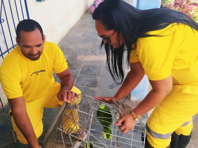 Papagaios transportados em caixa de papelão são resgatados em rodovia na Bahia