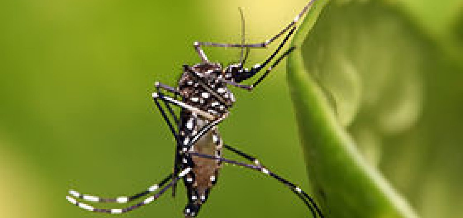 Chuvas de verão podem aumentar o risco de proliferação do mosquito da dengue