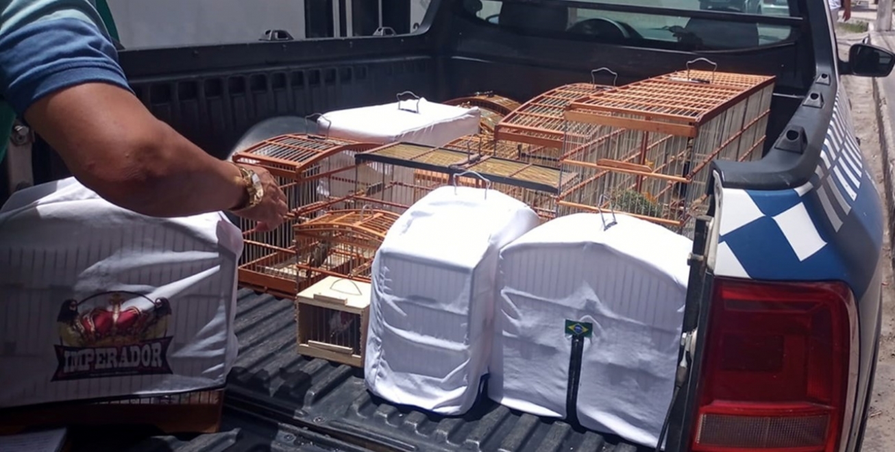 Mais de 20 pássaros são resgatados em operação de combate ao tráfico