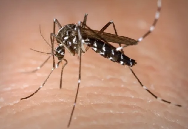 Bahia registra aumento de casos de dengue em 2022