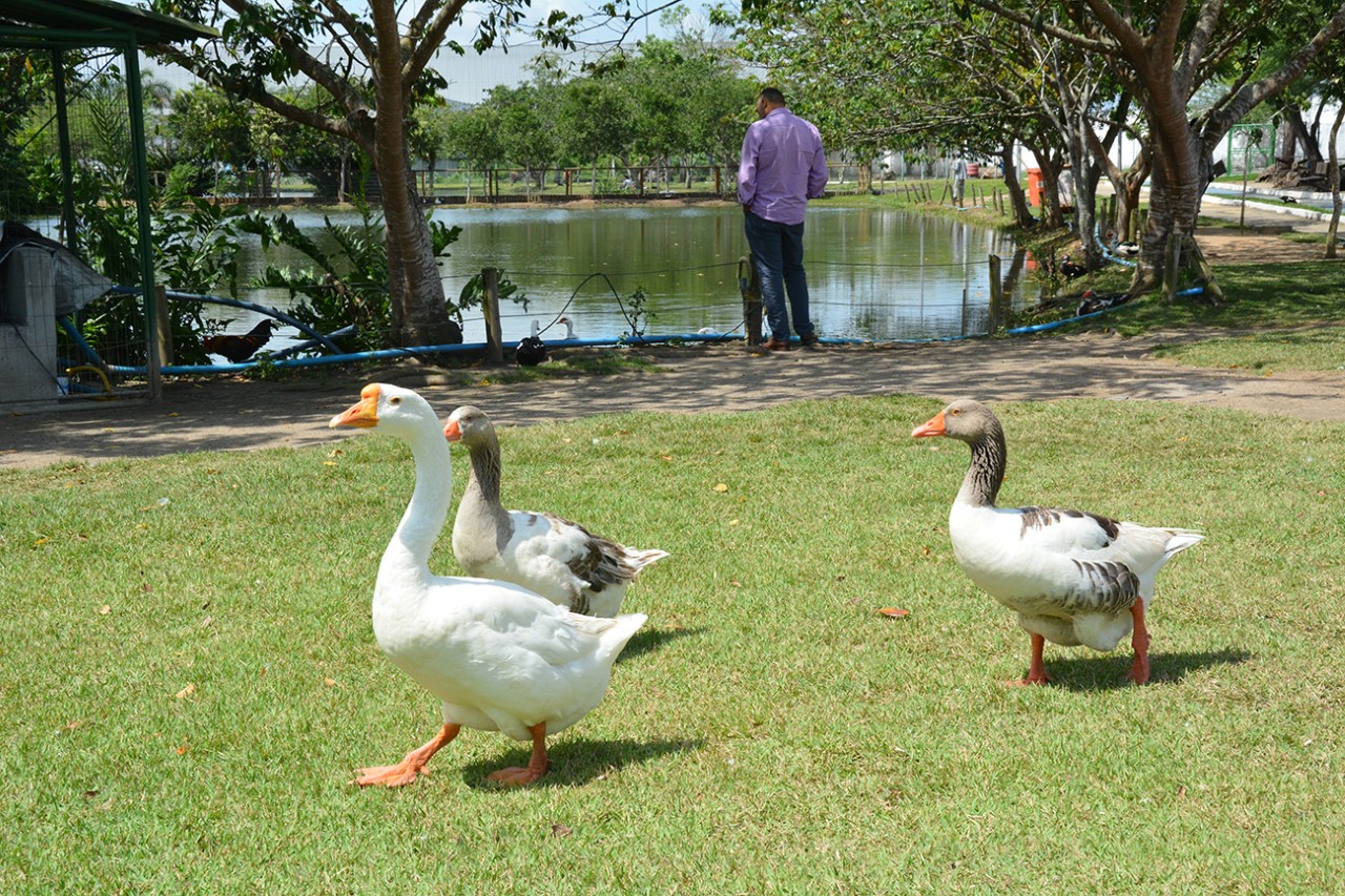 Parque da Lagoa recebe novas espécies de animais
