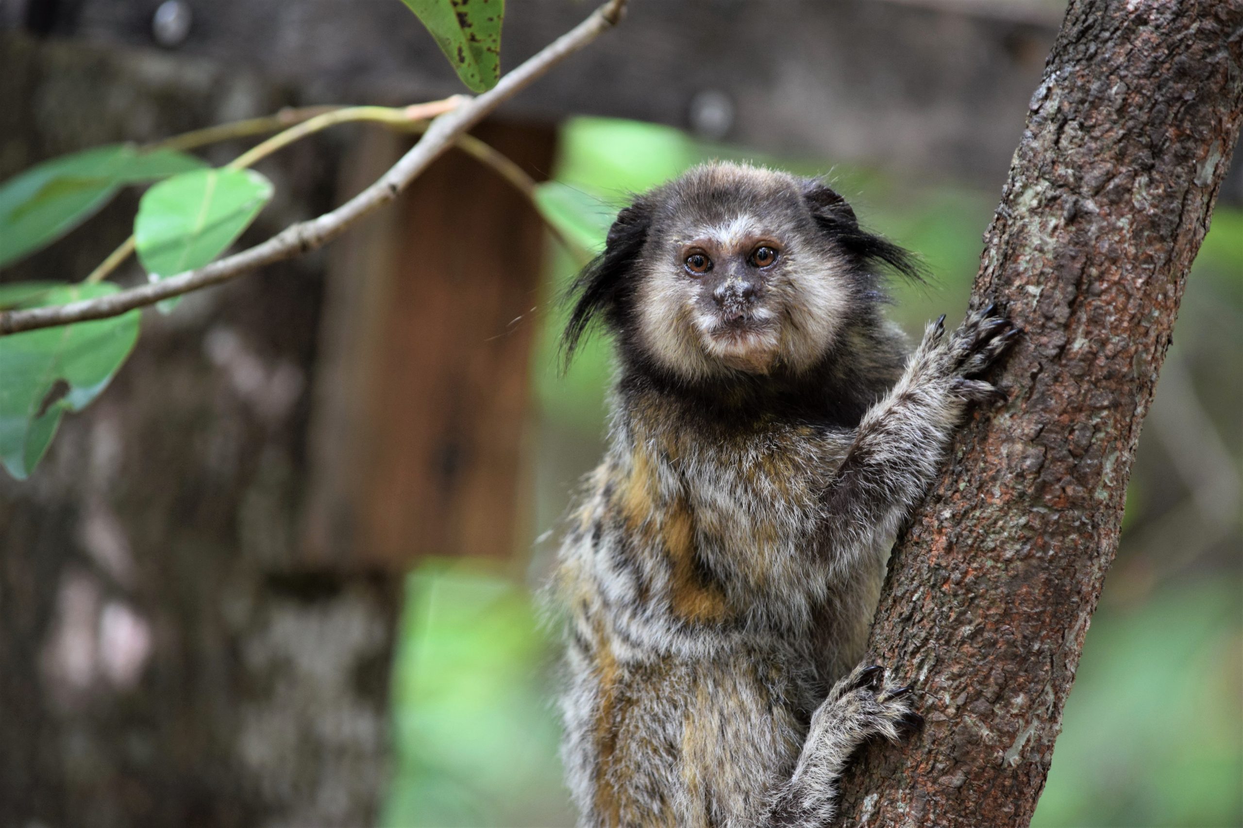 Município emite alerta para mortes de saguis em Ipuaçu