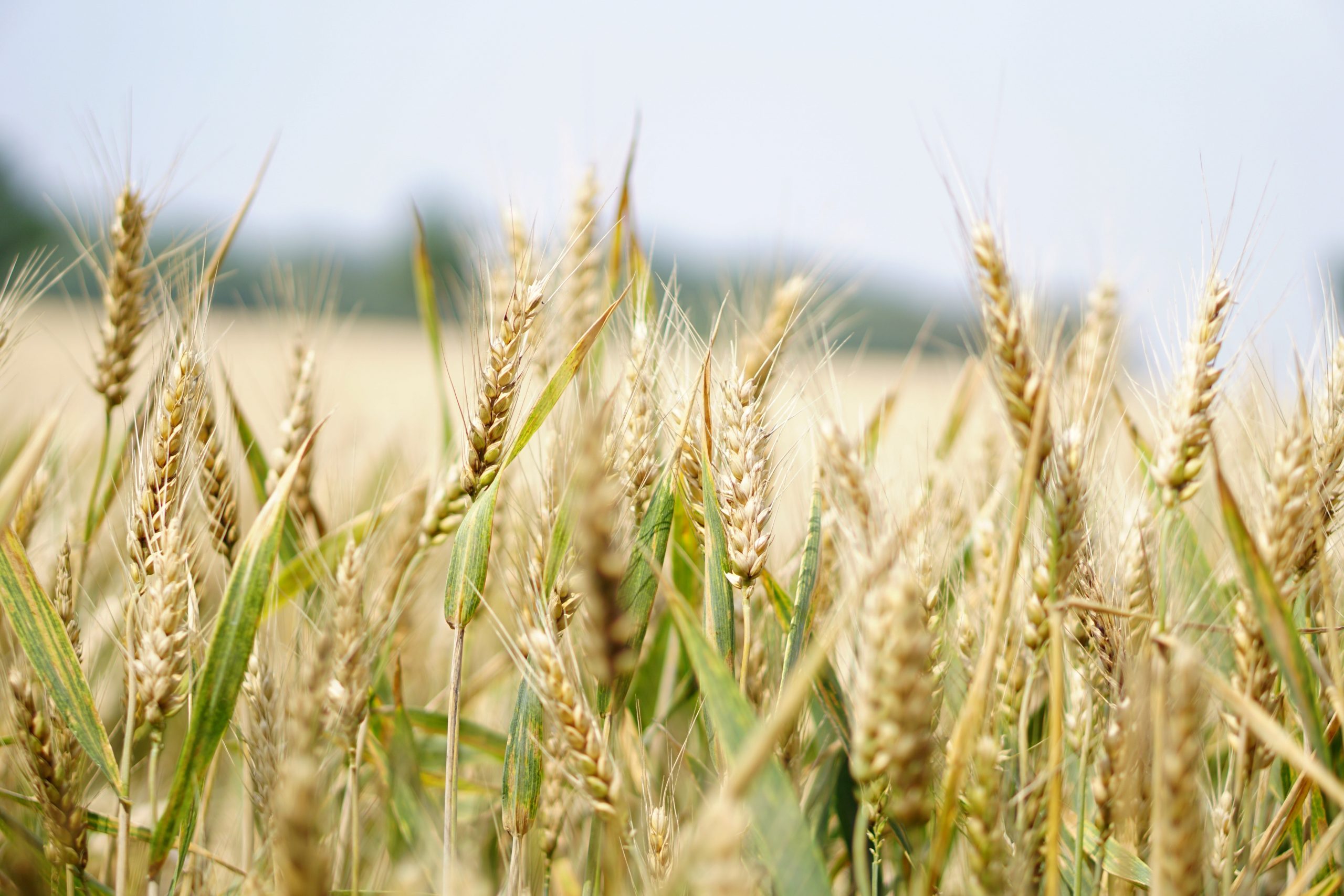 Brasil ocupa 10ª posição mundial no mercado exportador de trigo