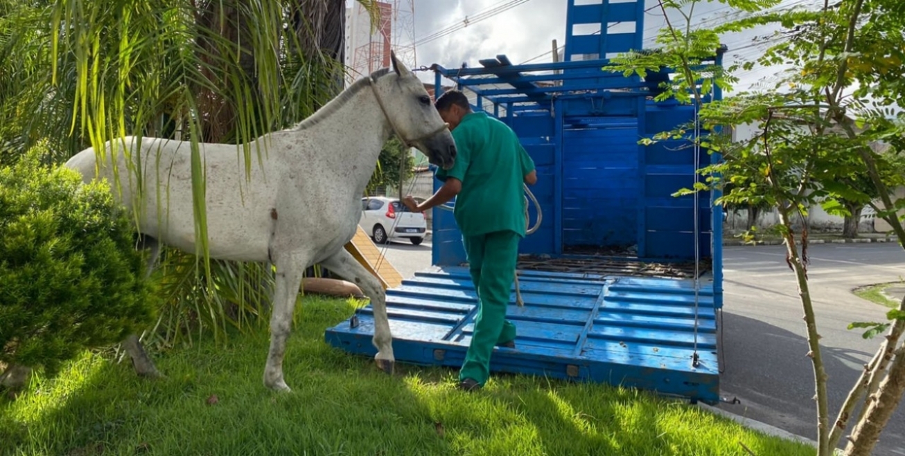 Centro de Zoonoses intensifica recolhimento de cavalos em vias públicas