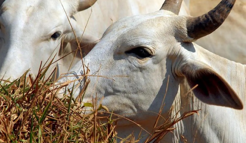 Vaca louca: Ministério da Agricultura confirma que caso recente é atípico