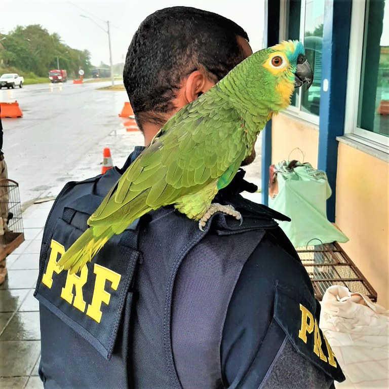 Papagaios são resgatados pela PRF na BR 116 em Feira de Santana