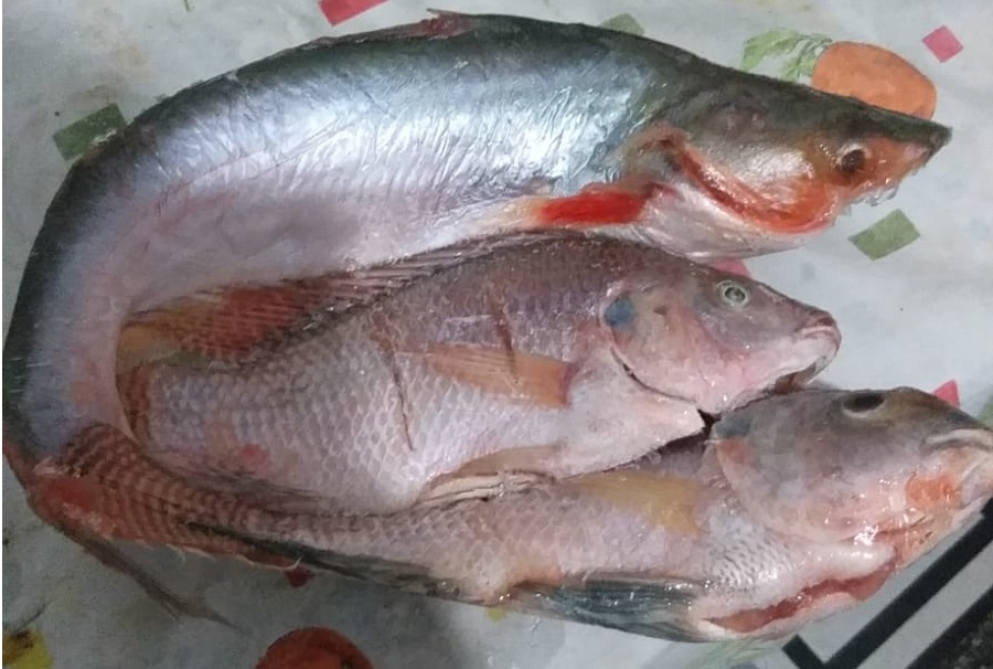Surgimento de espécie de peixe natural do Vietnã no rio Jacuípe preocupa SEMMAM 