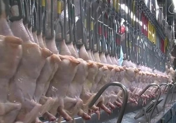 Bahia bate recorde no abate de frangos e suínos em 2022