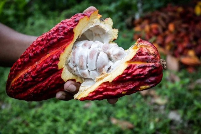 Bahia celebra Dia do Cacau com melhoria na produção de amêndoas e chocolates de qualidade