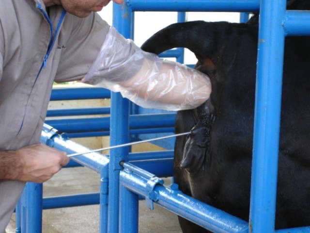 Criadores de gado em Feira poderão mudar a genética do animal através de inseminação artificial