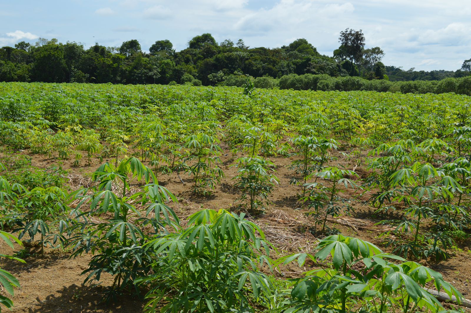 Agricultores apelam por incentivos para retomada do cultivo da mandioca em Feira, diz vereador