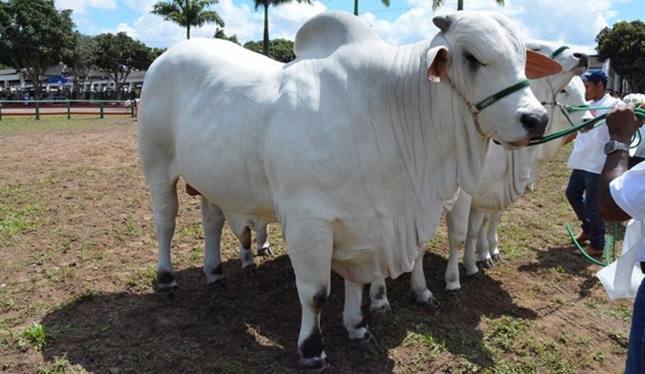 SEAGRI firma acordo para melhorar genética de rebanhos através de inseminação artificial