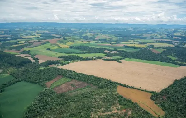 Bahia é o 2º estado que mais desmata a Mata Atlântica no Brasil 