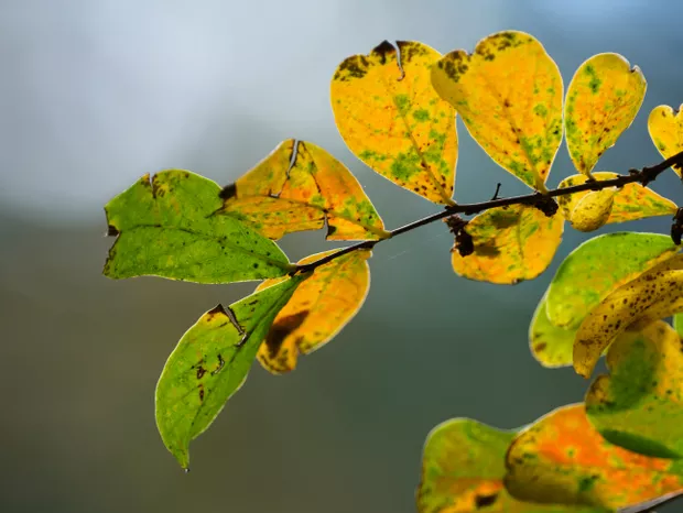 Paisagismo: saiba o que fazer com o surgimento de folhas amareladas