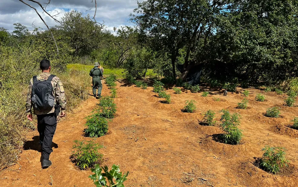 Plantação com cerca de 320 pés de maconha é destruída 