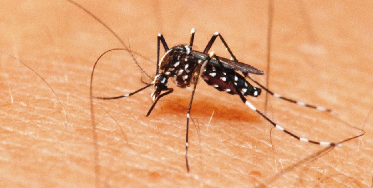 Secretaria de Saúde confirma segunda morte por dengue este ano