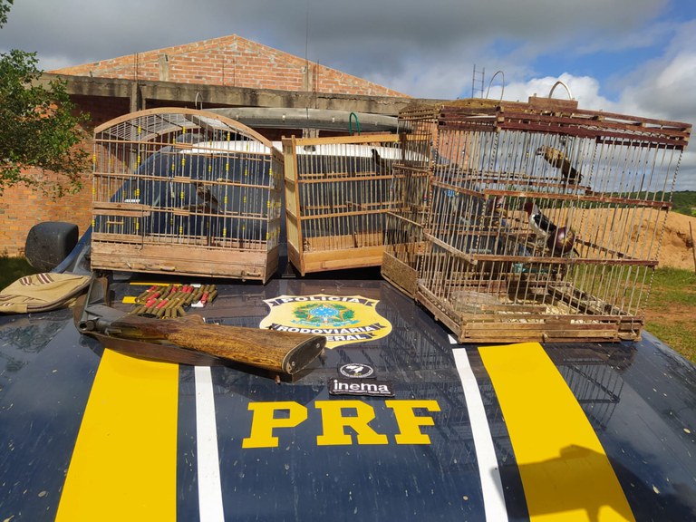 Azulão e outros pássaros são resgatados durante operação da PRF e INEMA na Bahia