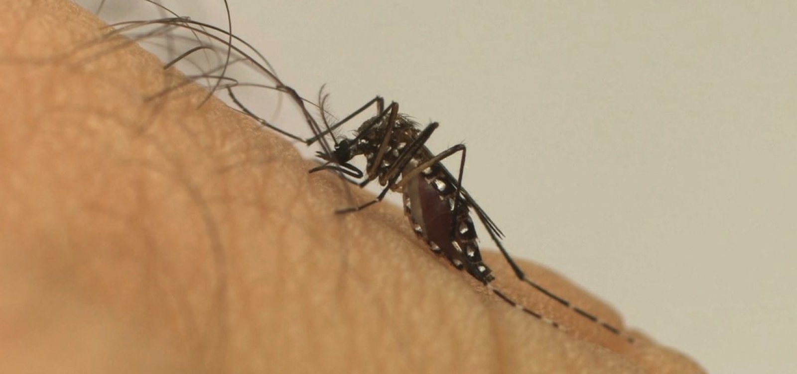 Quarta morte por dengue grave é confirmada na Bahia; vítima é de Feira de Santana 