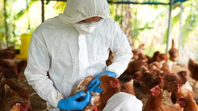 Bahia decreta emergência zoossanitária para influenza aviária H5N1 
