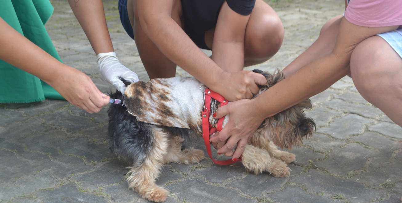 Dia Mundial de Combate a Raiva será celebrado com vacinação para cães e gatos
