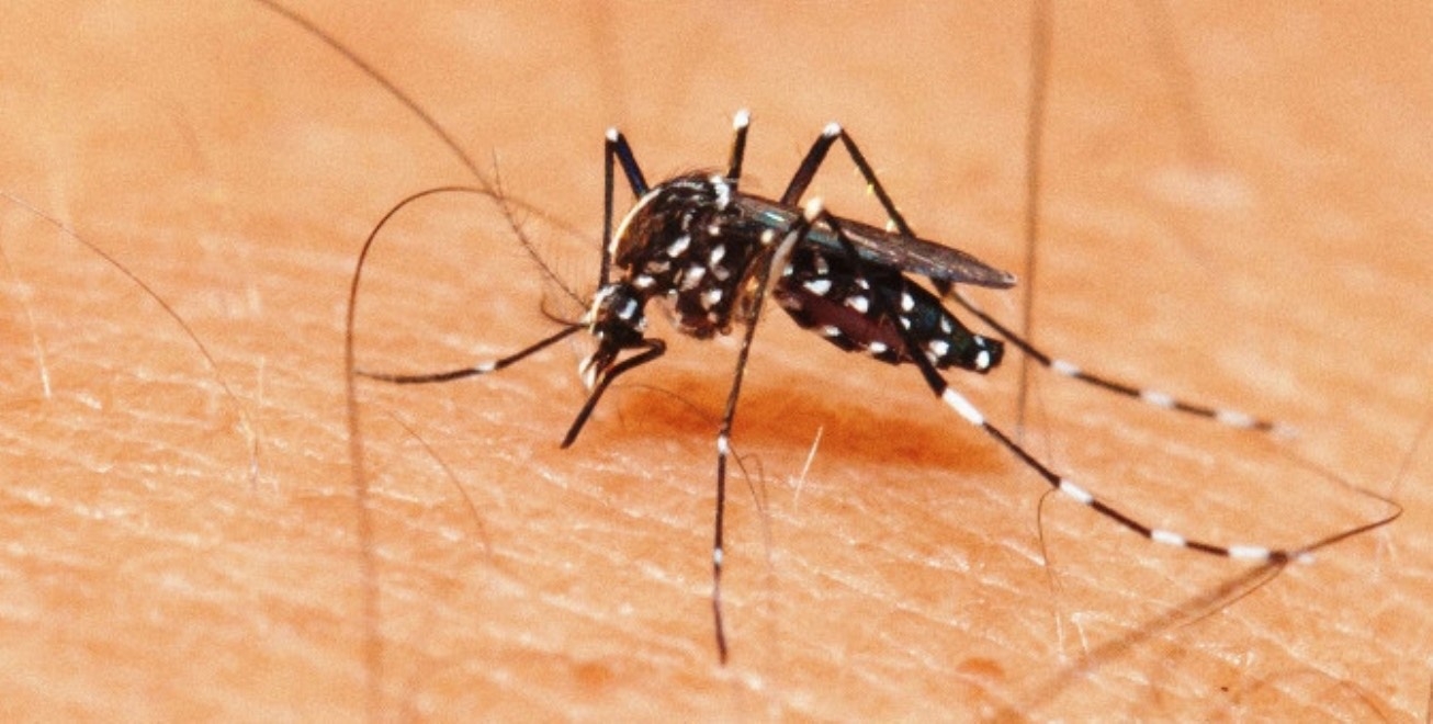 197 pessoas com dengue apresentaram sinais de alarme em Feira