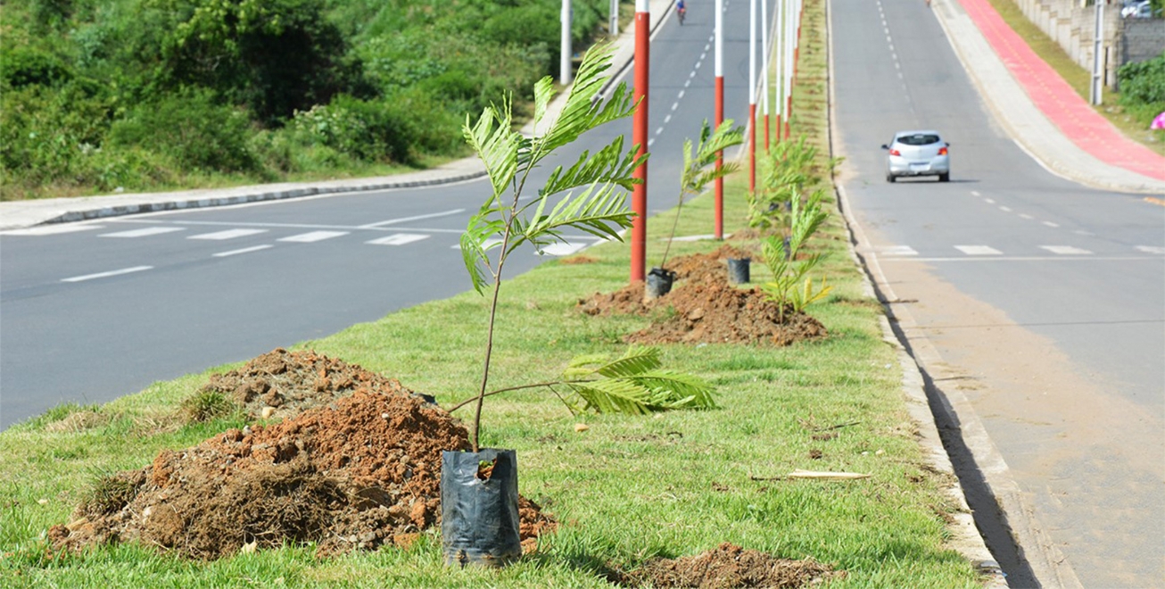 Prefeitura celebra Dia da Árvore com plantio de 95 mudas