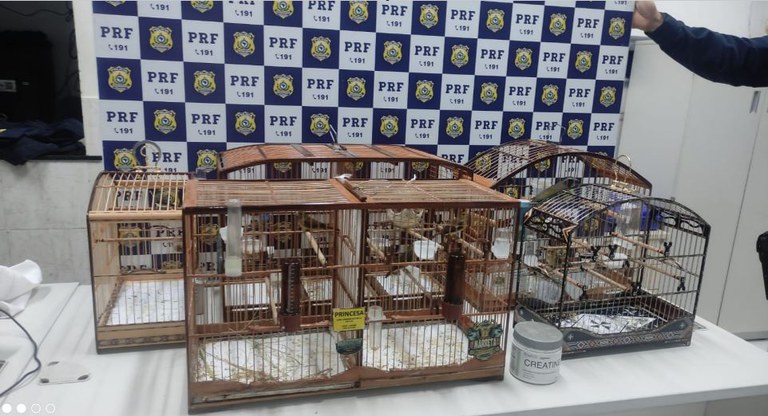 PRF resgata aves silvestres em Feira de Santana e Itajuípe