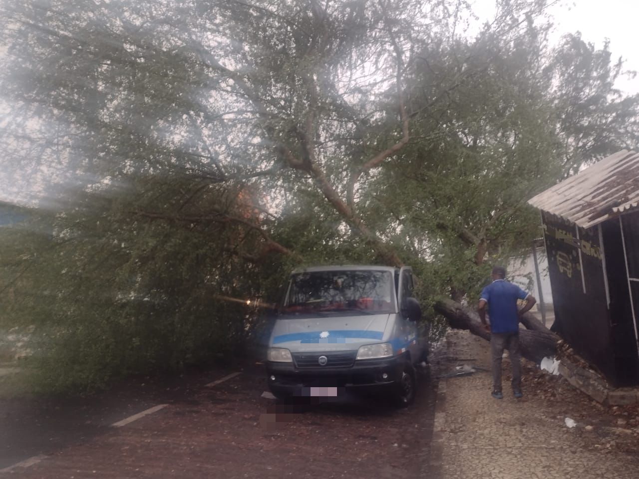 Árvore cai em cima de veículo em Feira de Santana
