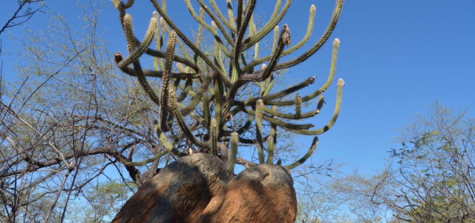 Descoberta de região árida na Bahia é ameaça para clima no país; entenda o que apontou o estudo