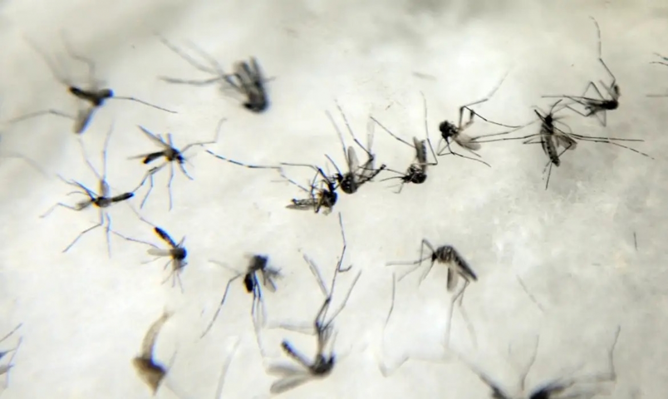 Casos de dengue aumentaram 26% em relação a janeiro de 2023