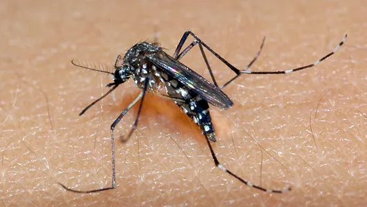 Ministério da Saúde espera pico da dengue em meses diferentes nos estados; ações emergenciais devem ir até abril