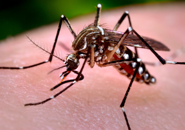Sétima morte por dengue é confirmada na Bahia; Feira de Santana está entre os municípios afetados