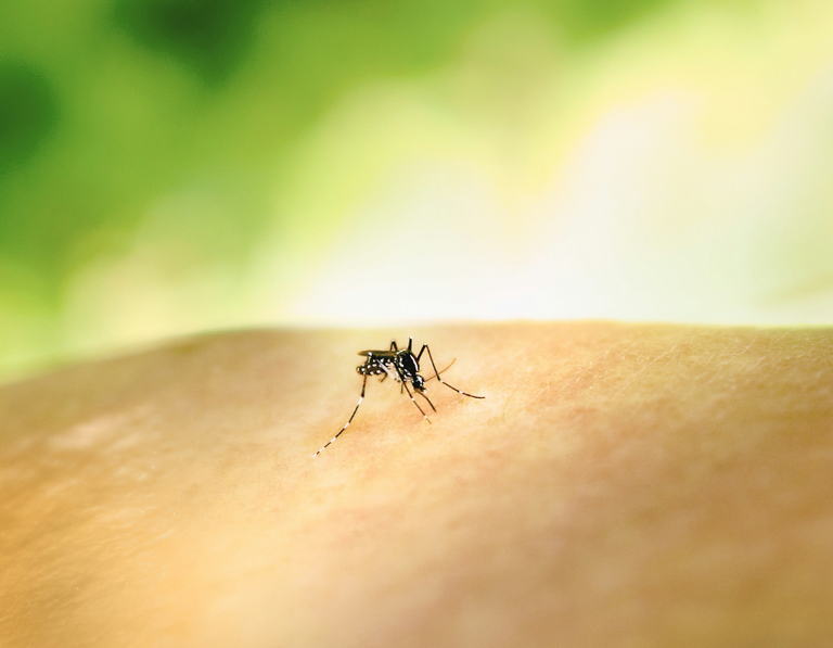 Estudo indica maior risco de morte por chikungunya mesmo após crise da doença