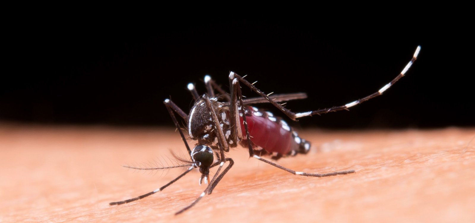 Sobe para 49 número de mortes por dengue na Bahia