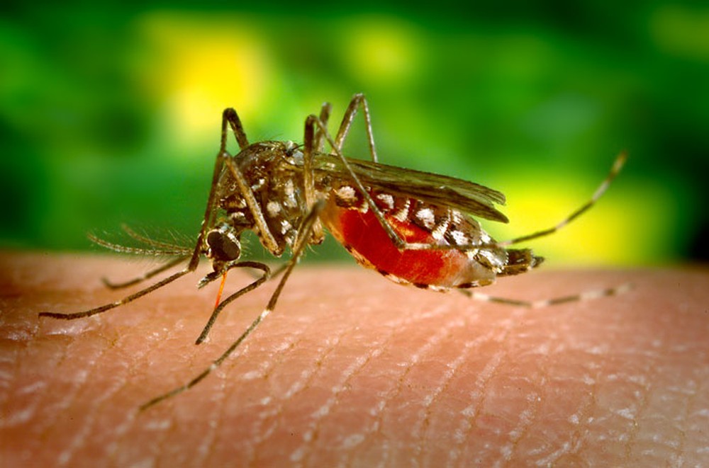 Dengue na Bahia: doença desafia sistemas de saúde com mais de 170 cidades em epidemia