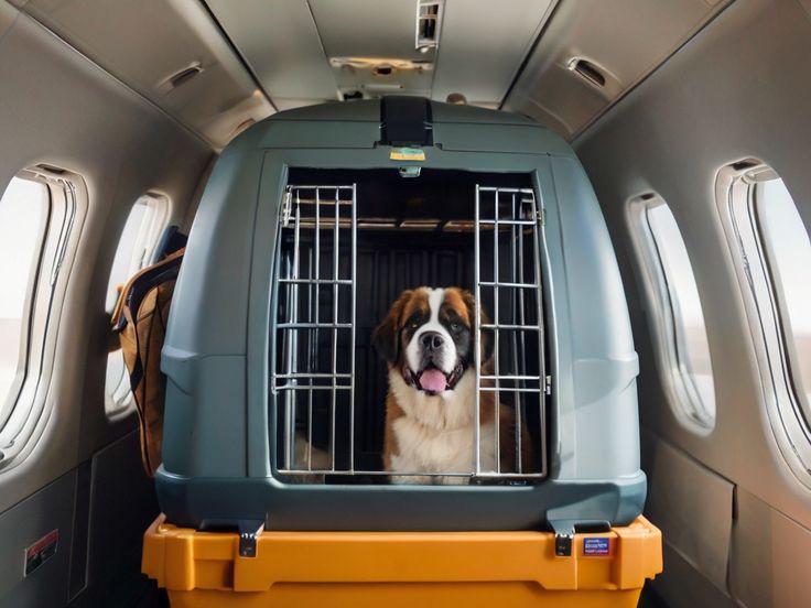 Veterinária orienta sobre regras para transporte de animais em ônibus e avião