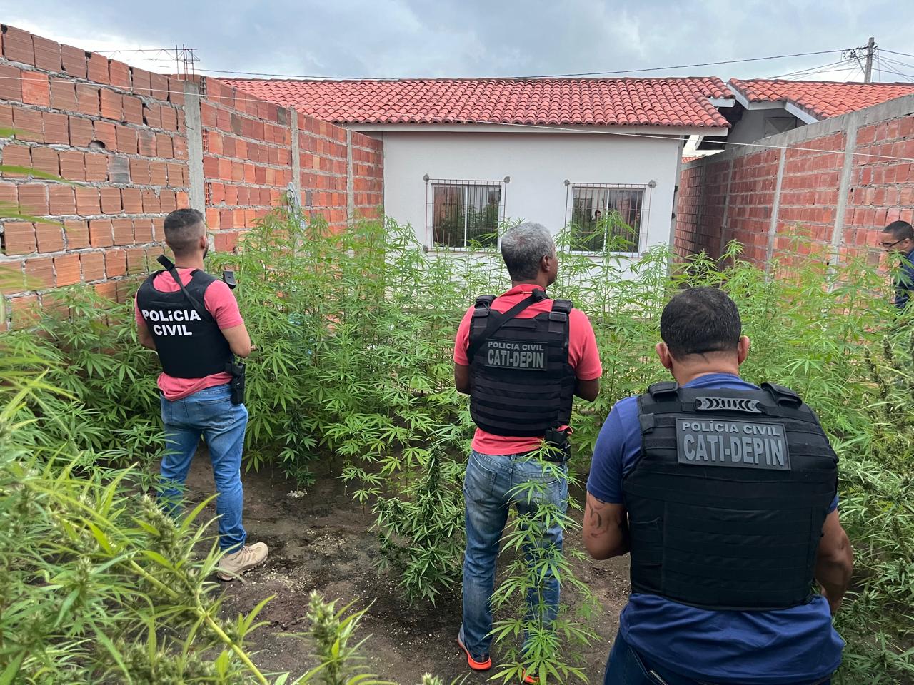 Polícia localiza plantio de maconha no bairro Pedra Ferrada