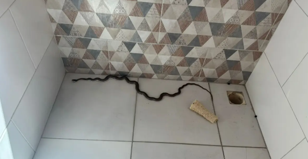 Cobra aparece em banheiro de casa no nordeste da Bahia e bombeiros precisam ser acionados