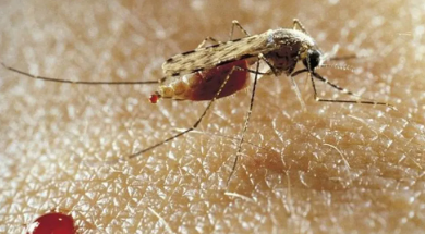 Bahia registra morte por malária após seis anos sem notificação