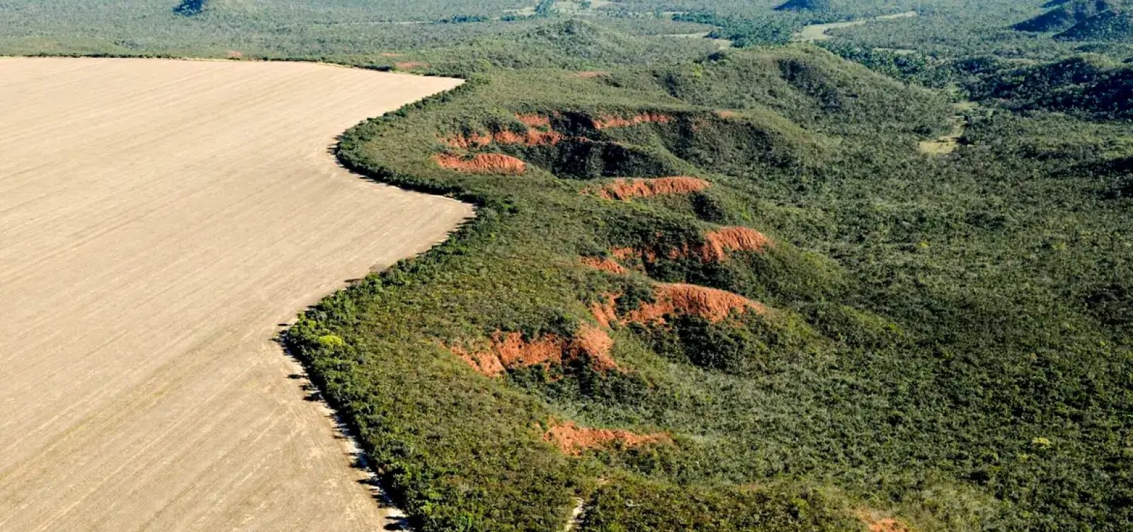 Bahia está em segundo lugar no ranking nacional de desmatamento