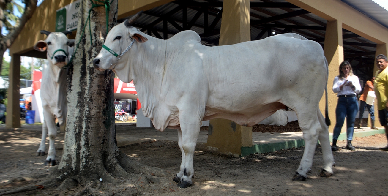 Animal mais caro da Expofeira custa quase R$ 1 milhão