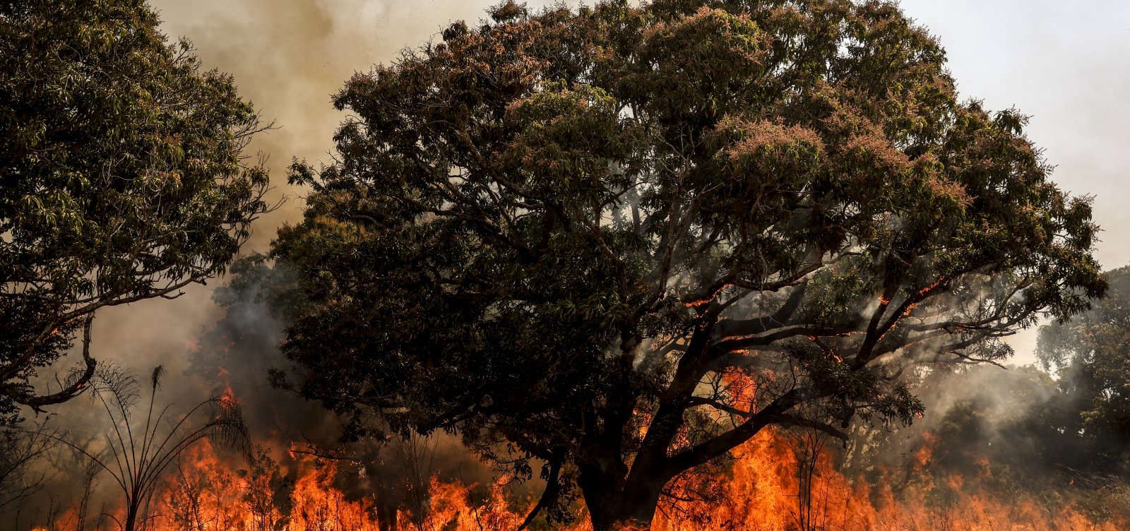 Delegado da PF diz que há indícios de ação coordenada em incêndios