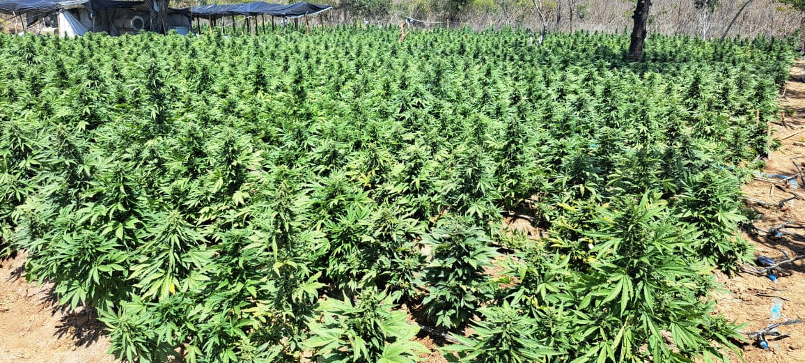 FICCO e PM desarticulam laboratório de produção de maconha intensiva.