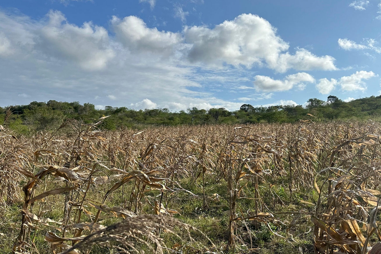 Produtores rurais que perderam toda a colheita podem contar com o Garantia Safra