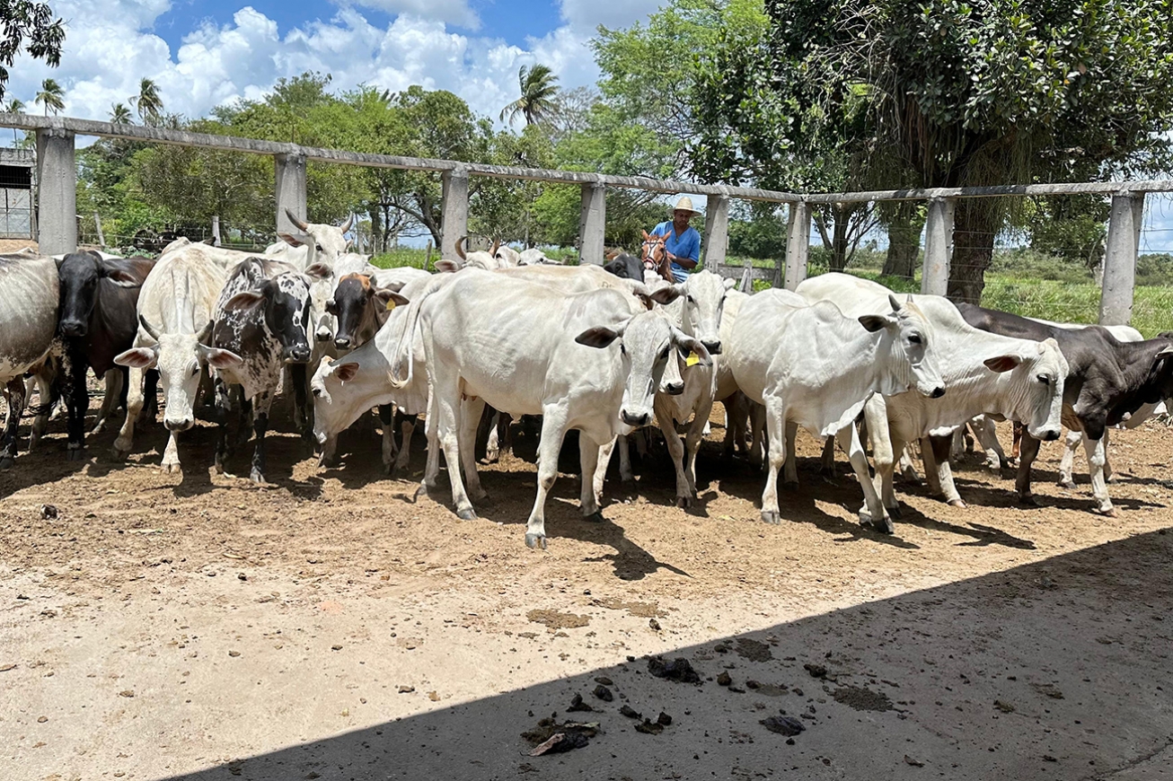 Prefeitura e CONAFER iniciam inseminação para melhoramento genético de rebanhos no dia 8