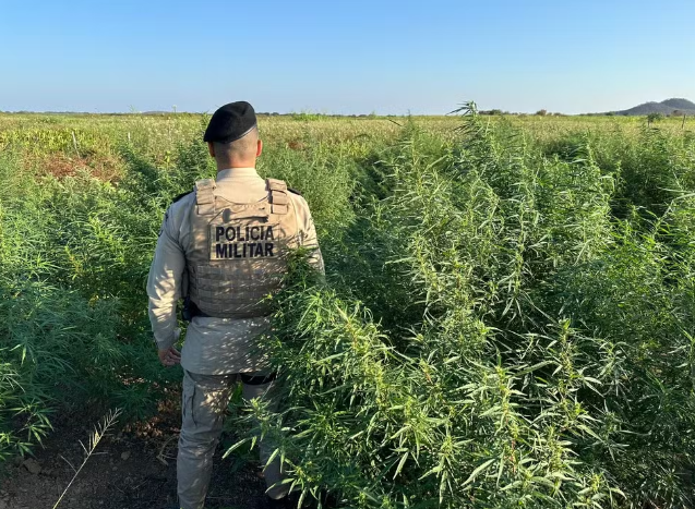 Operação policial destrói 10 mil pés de maconha no norte da Bahia