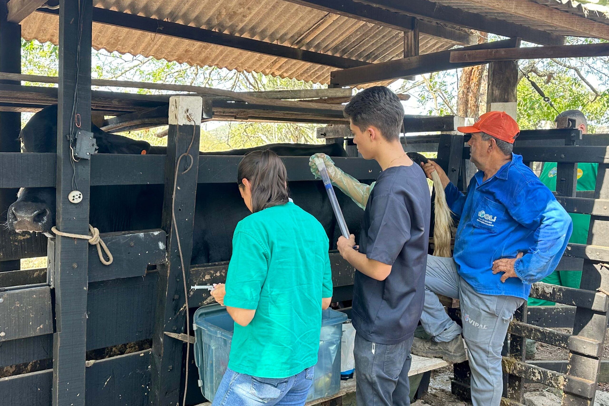 Programa de melhoramento genético começa em Jaguara