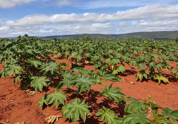 Nova Lei do Combustível do Futuro dá oportunidades à agricultura familiar da Bahia