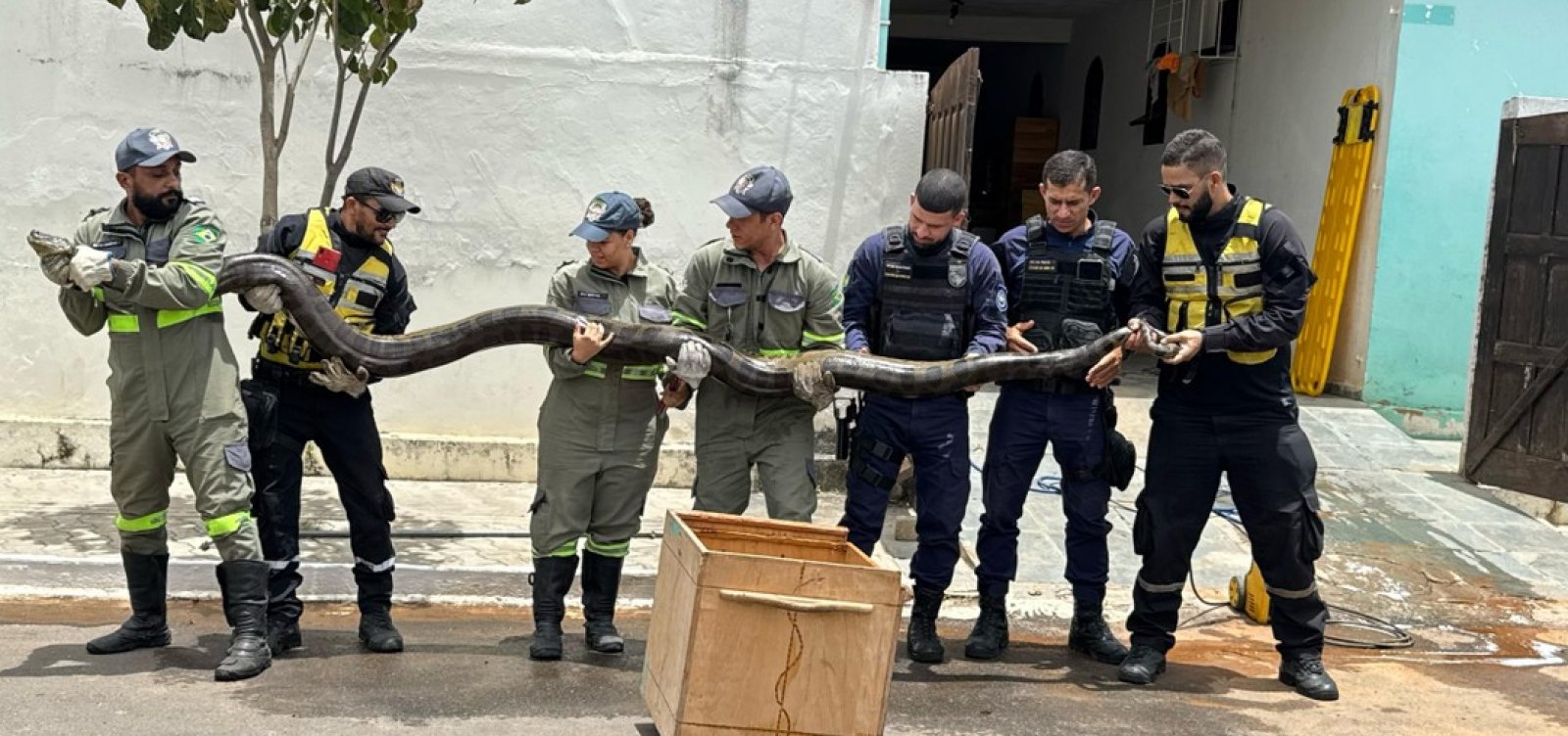 Cobra de quase 5 metros é capturada em Euclides da Cunha